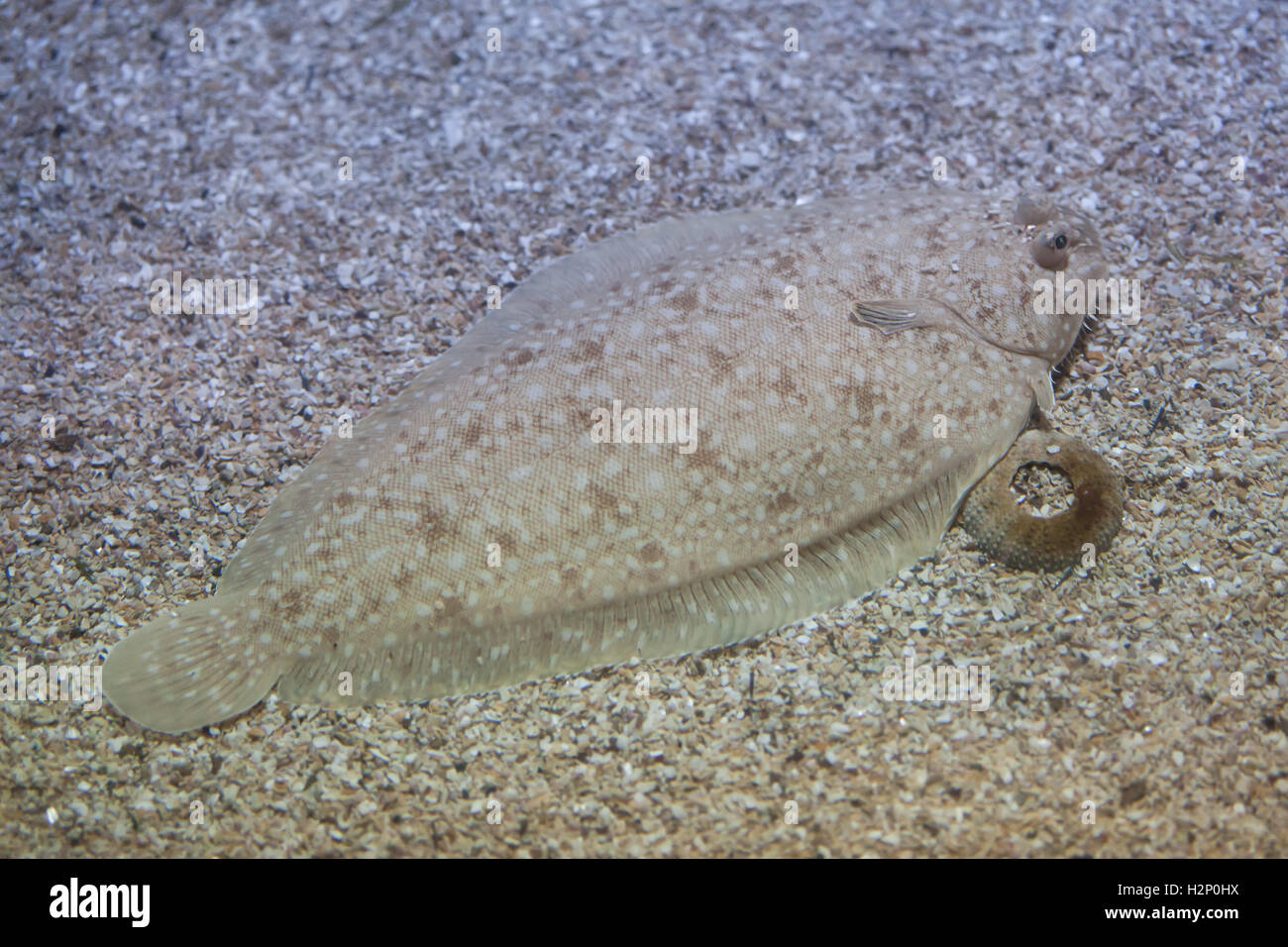 Senegalese sole (Solea senegalensis). Marine fish Stock Photo Alamy