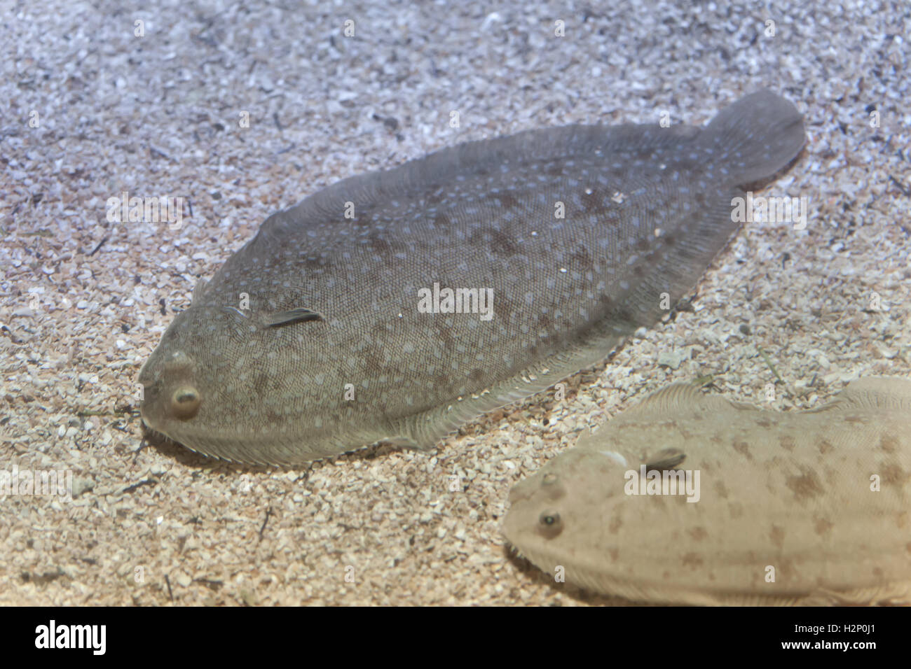 Senegalese sole hires stock photography and images Alamy