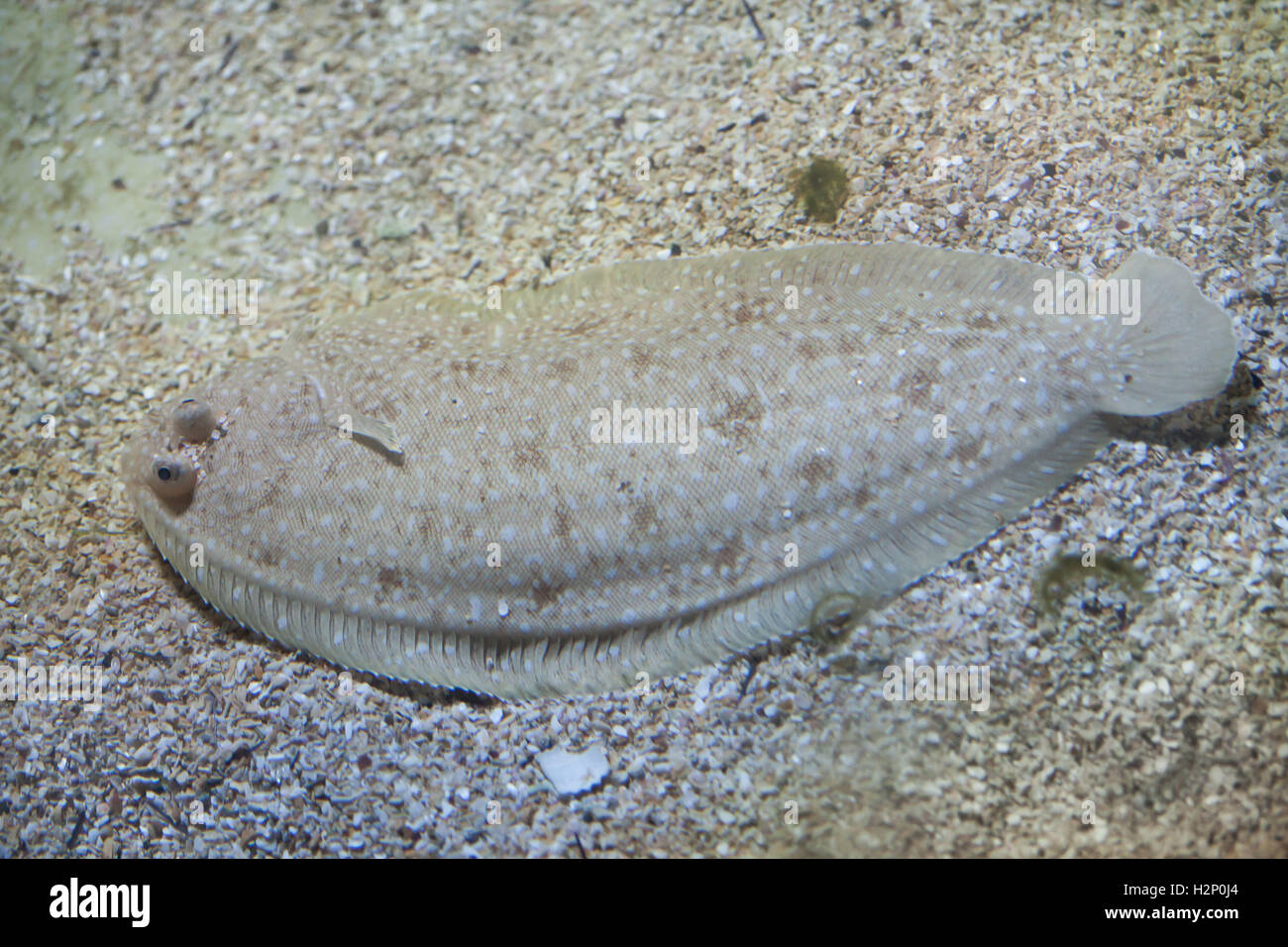 Solea senegalensis hires stock photography and images Alamy