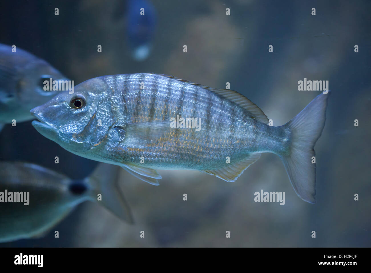 Sand steenbras (Lithognathus mormyrus), also known as the striped seabream. Stock Photo