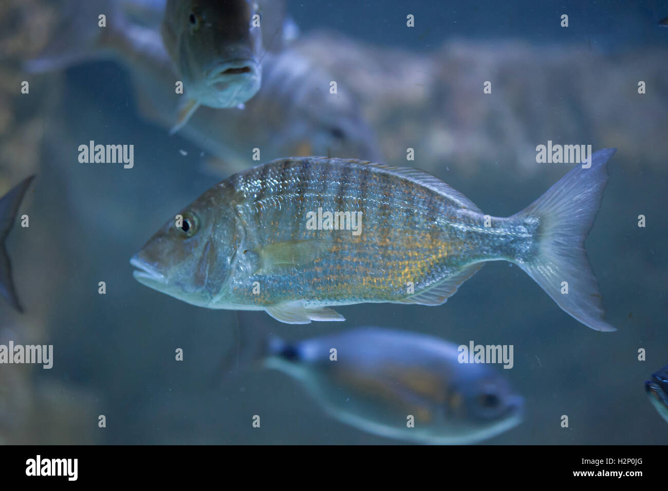Sand steenbras (Lithognathus mormyrus), also known as the striped seabream. Stock Photo