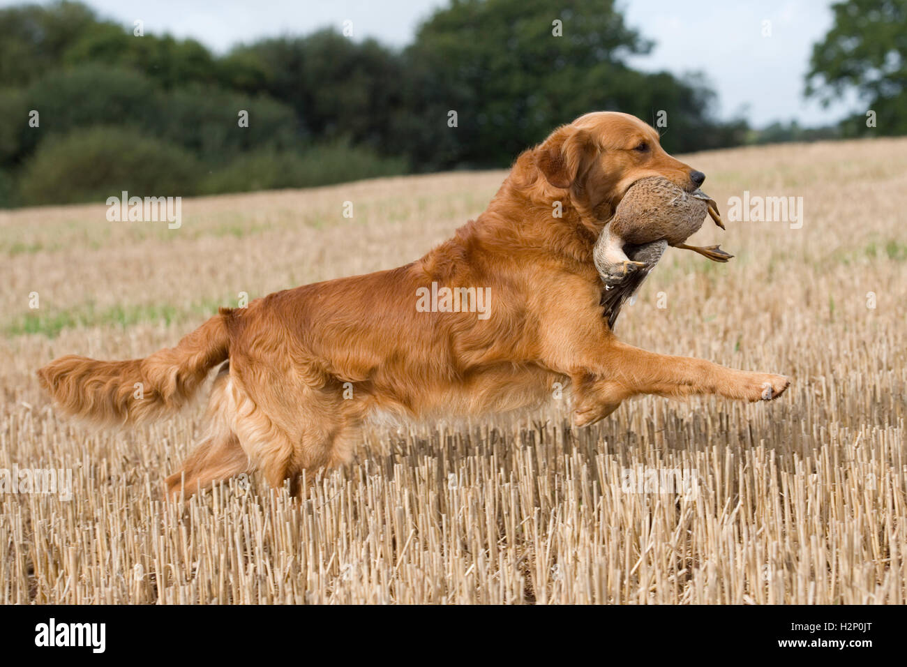 golden retriever on a duck shoot Stock Photo - Alamy