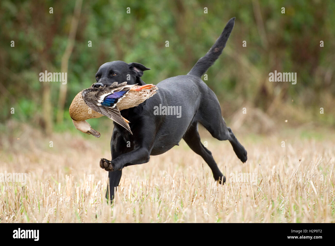 labrador retriever on a shoot Stock Photo