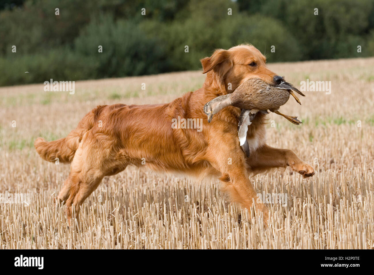 golden retriever on a shoot retrieving a duck Stock Photo