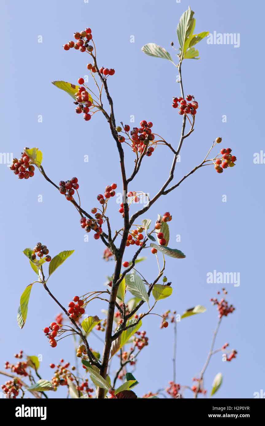 Branches of Common Whitebeam (Sorbus aria) with dark red fruits. Stock Photo