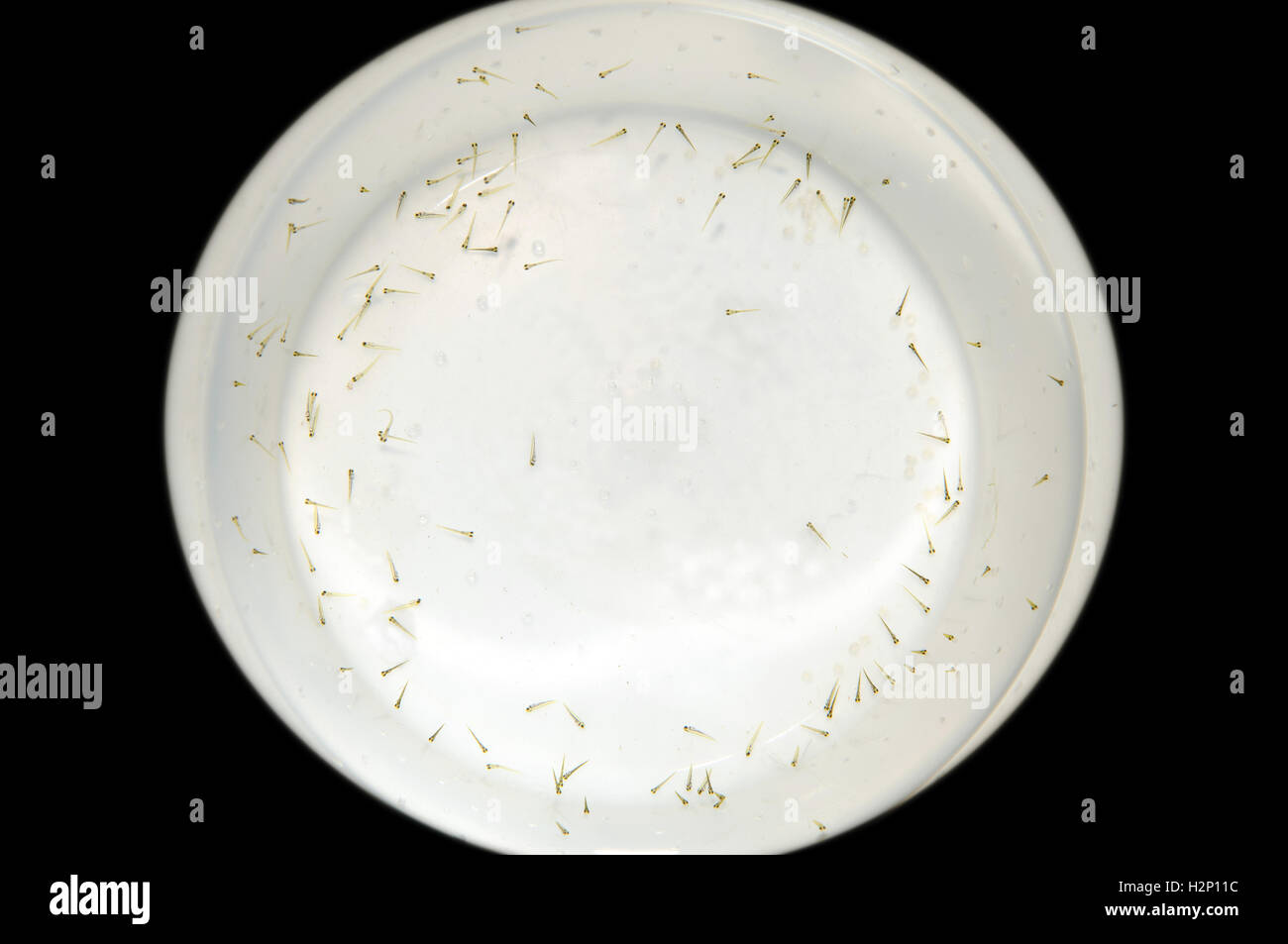 Freshly hatch fish fry and roe shot in plastic container. Stock Photo