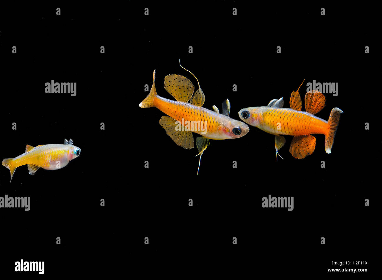 Males and female of very popular, new discovered fish Pseudomugil luminatus (ex pascai neon red) on a black background. Stock Photo