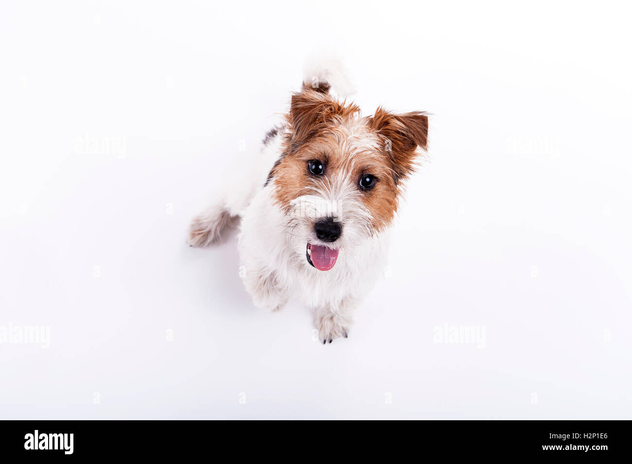 nice, cute dog Jack Russell terrier with pleasure looks at the camera and smiling. Chuckle