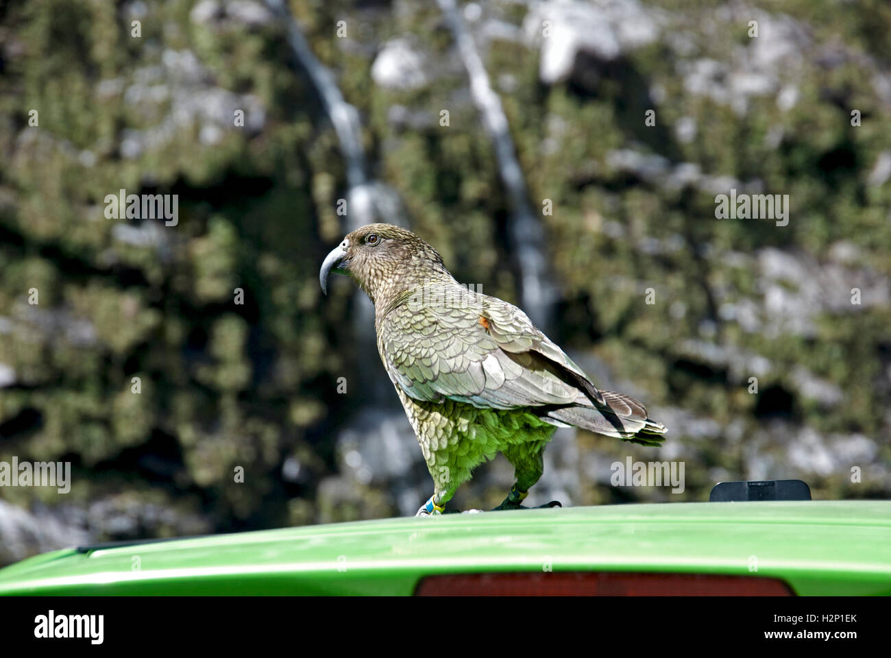 A kea bird stands on a tourist's car at Arthur's Pass, near Milford Sound in New Zealand. Stock Photo