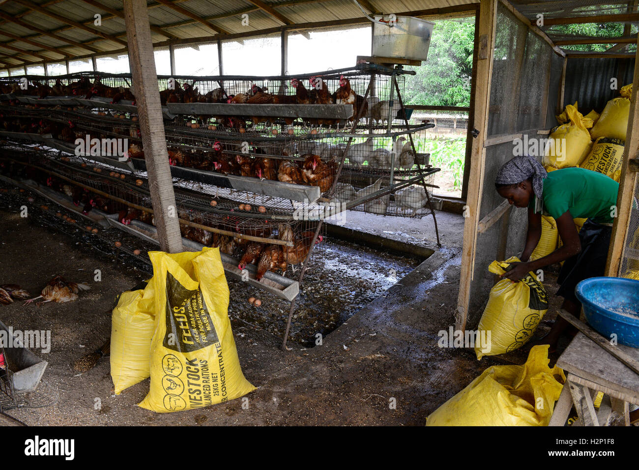 NIGERIA, Oyo State, Ibadan, village Ilora, egg layer hen keeping in cages, fodder for feeding / Eierproduktion, Legehennenhaltung in Kaefigen, Tierfutter Stock Photo