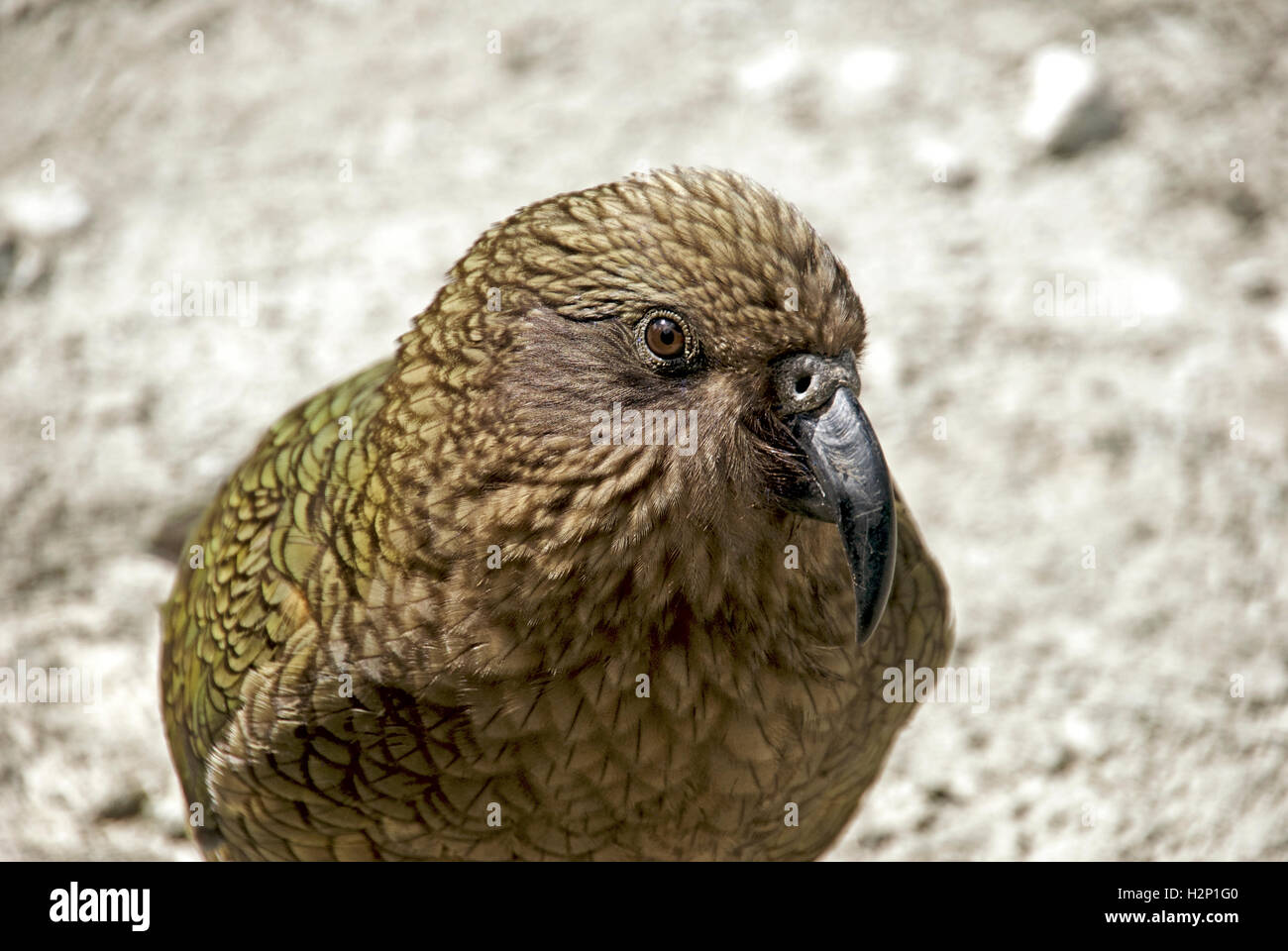 A closeup shot of a kea bird, a large species of parrot found in forested and alpine regions of the South Island of New Zealand. Stock Photo