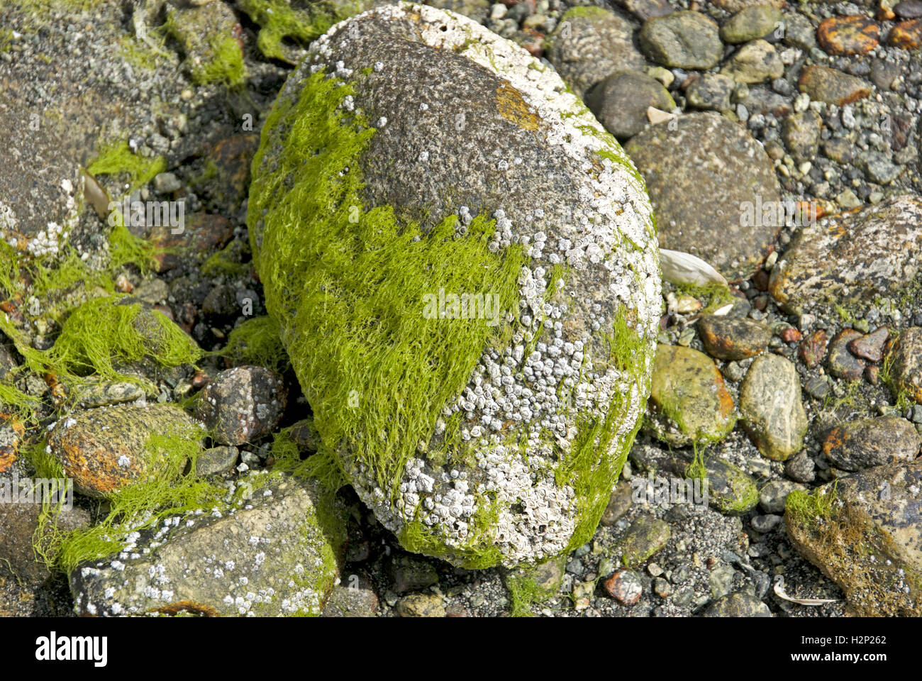 A round pebble covered in lime green moss by a river leading into Milford Sound in New Zealand. Stock Photo
