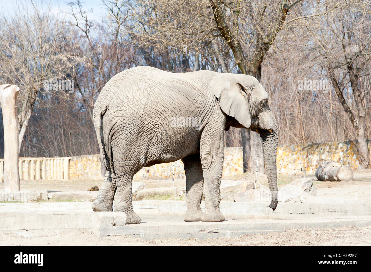 elephant in the zoo in winter Stock Photo Alamy