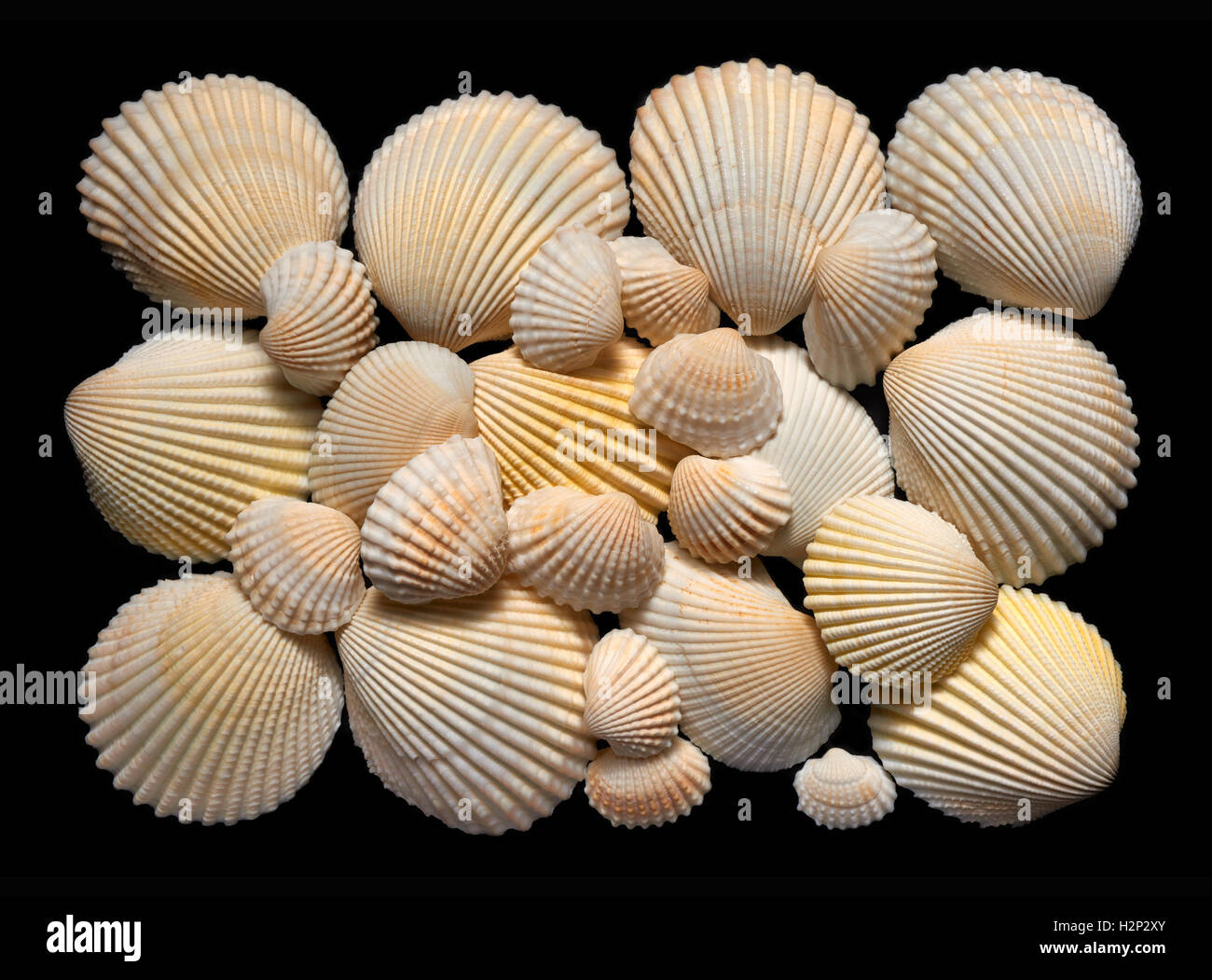 Backgrounds and textures: flat group of white and beige seashells, isolated on black background Stock Photo
