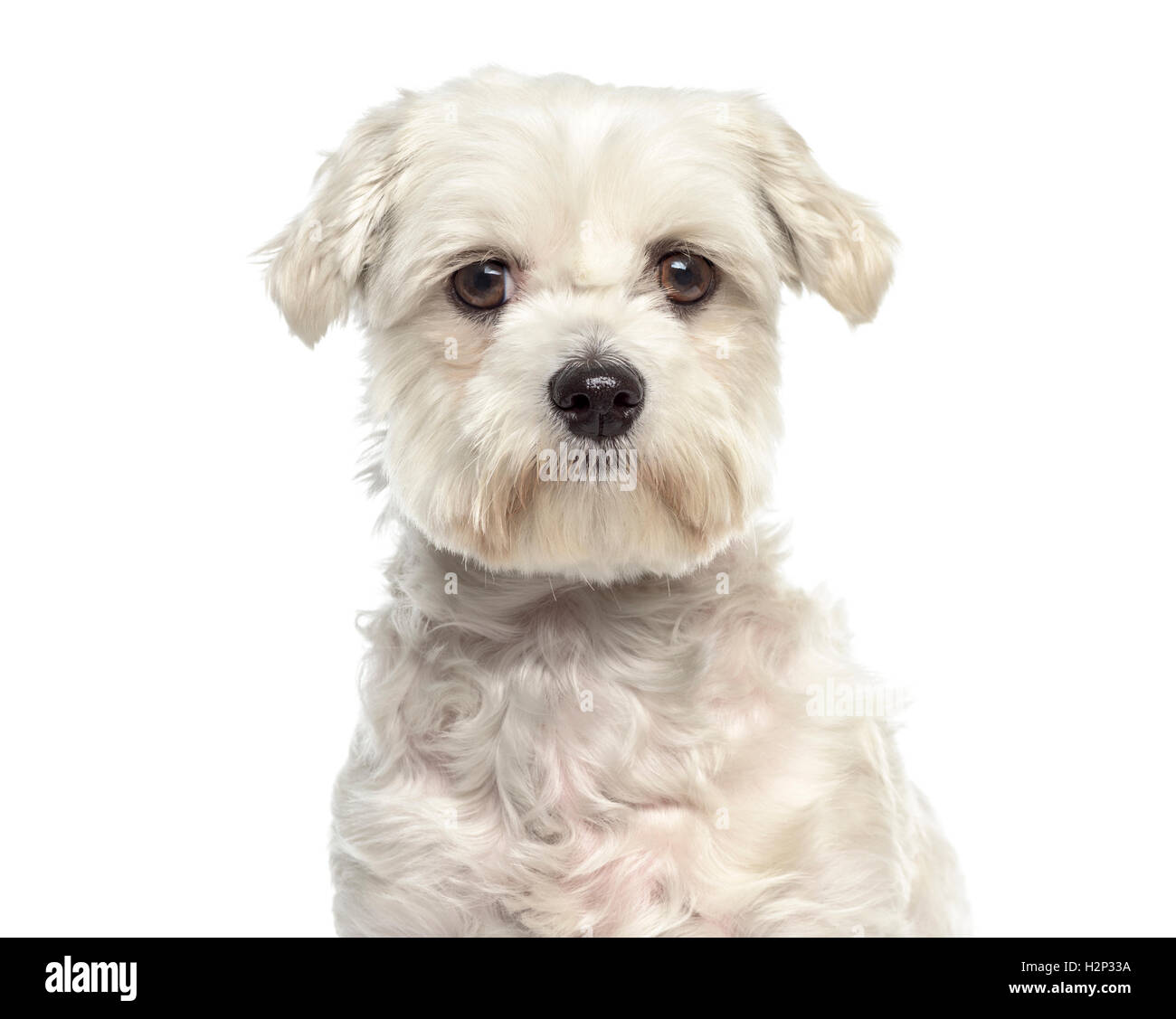 Close-up of Bichon maltese dog facing isolated on white Stock Photo - Alamy