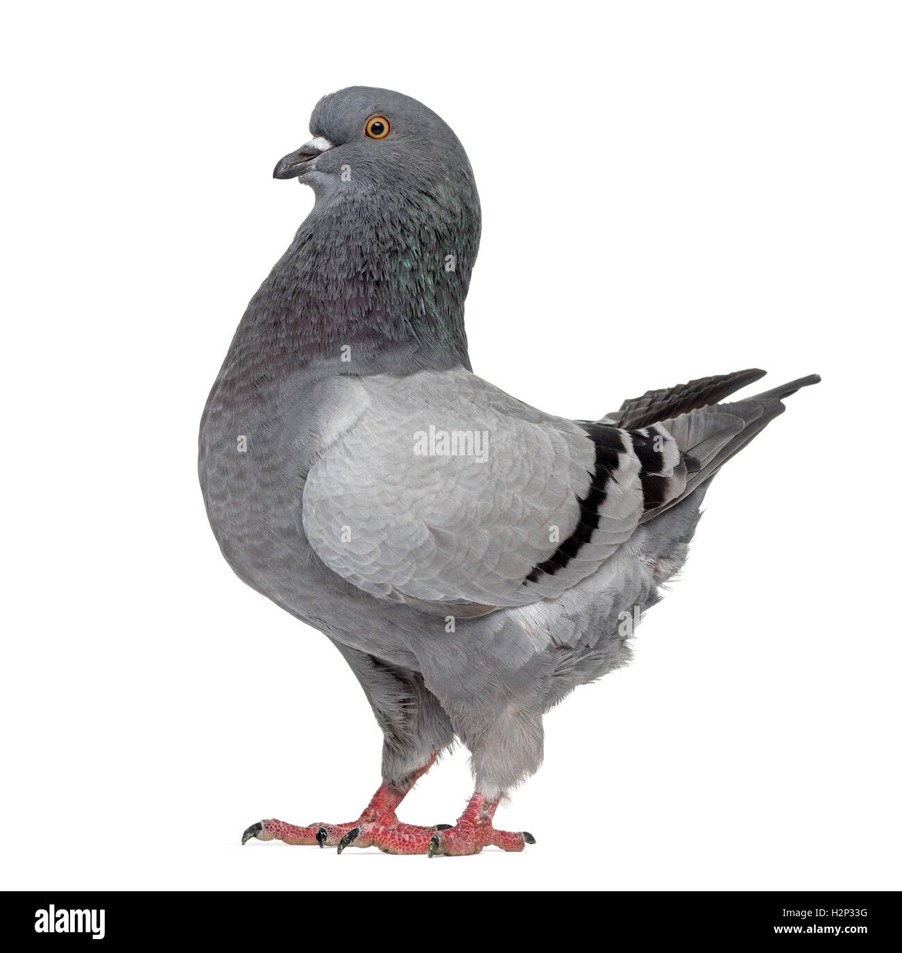 Black King Pigeon isolated on white Stock Photo Alamy