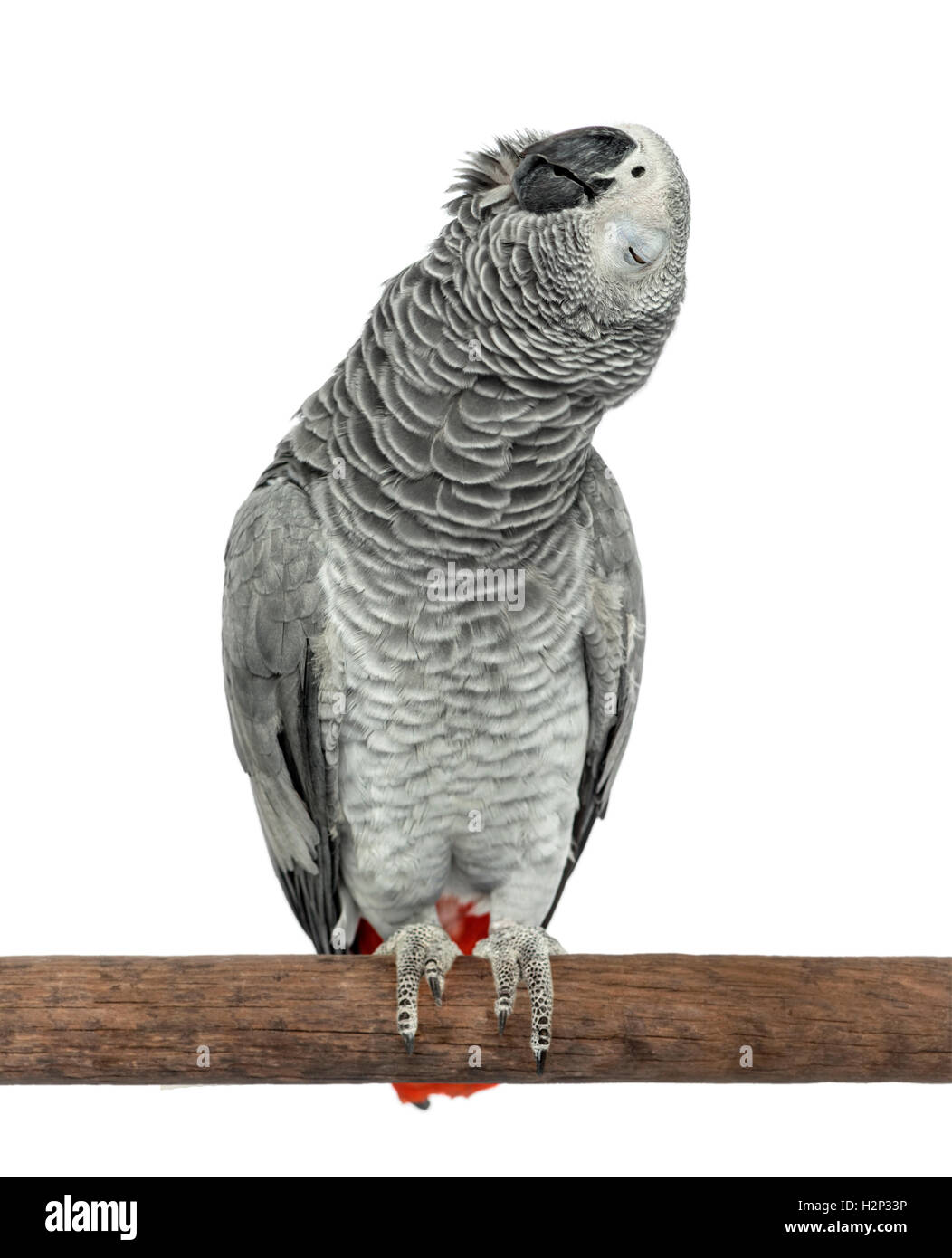 Perched African grey singing with eyes closed, isolated on white Stock