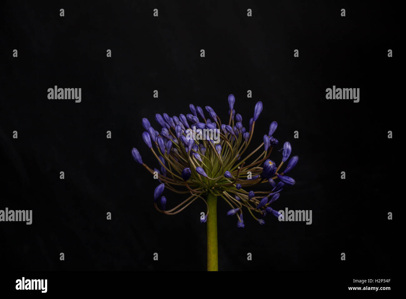 Flower photography hi-res stock photography and images - Alamy