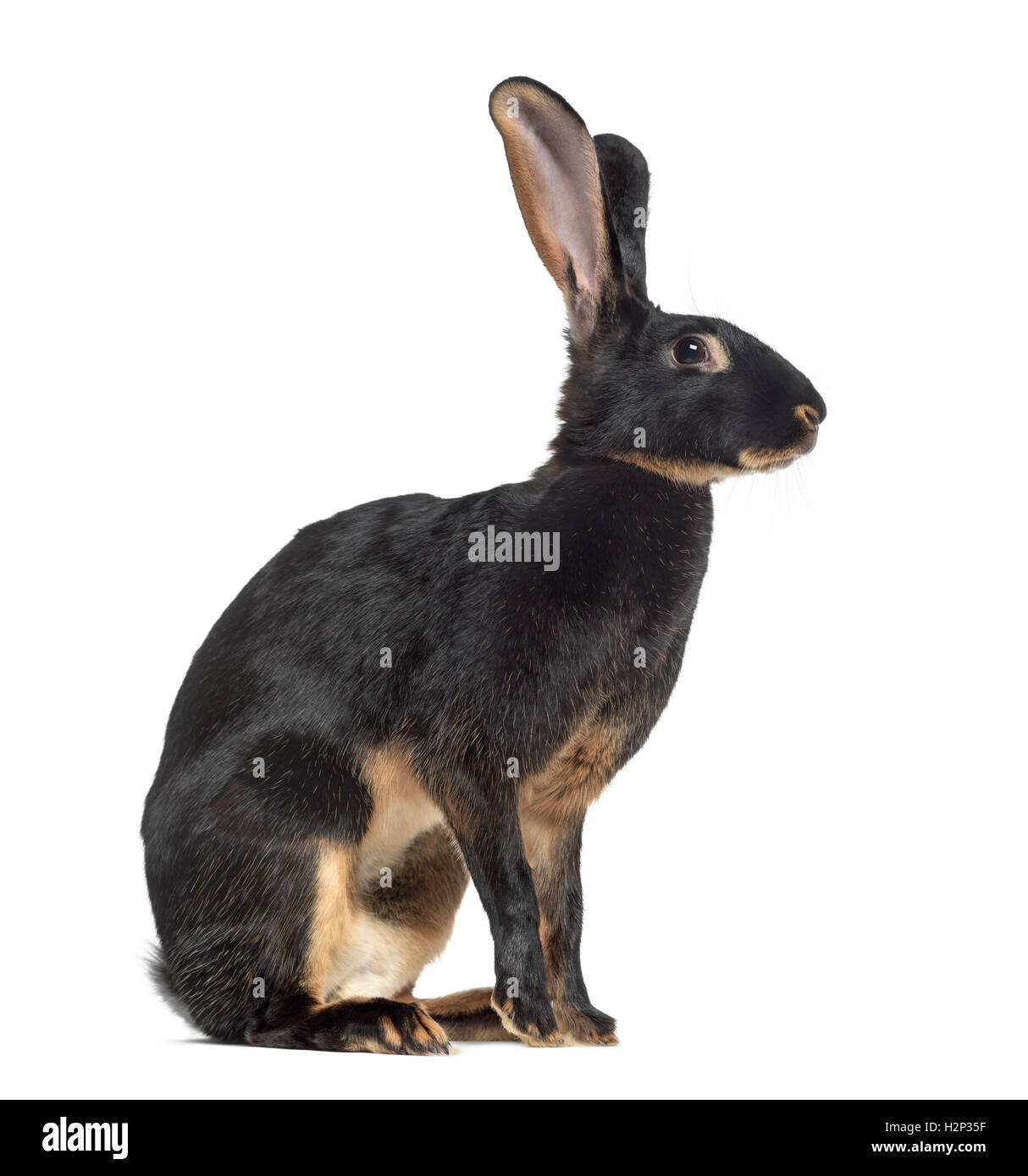 Side view of Belgian Hare isolated on white Stock Photo Alamy