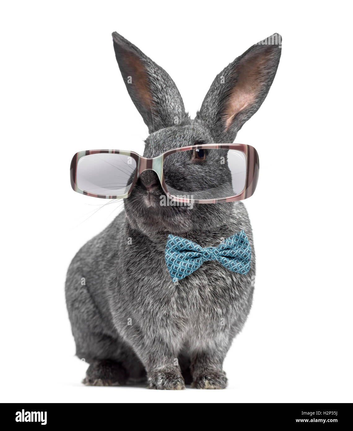 Funny Argente rabbit wearing glasses and bow tie isolated on white Stock Photo