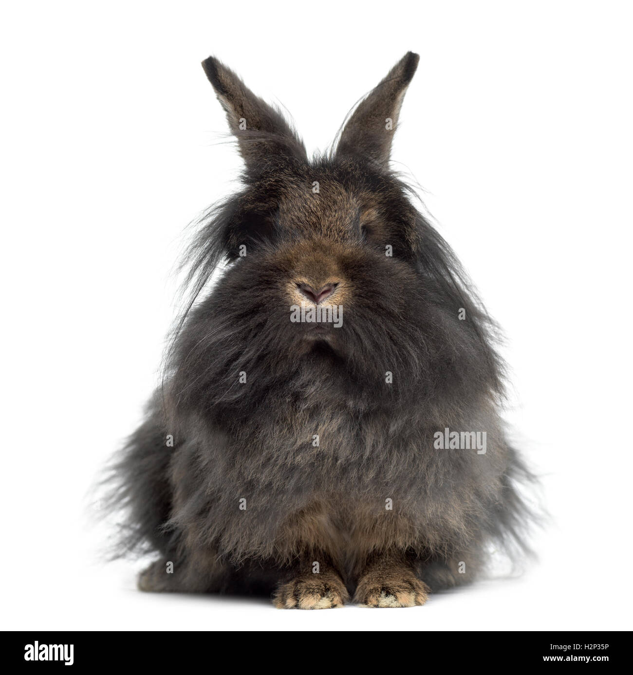Front view of Mini Lop Rabbit isolated on white Stock Photo - Alamy