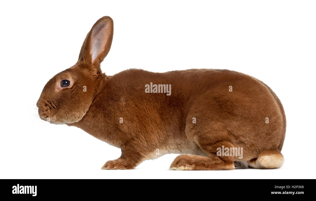 side view of Rex rabbit isolated on white Stock Photo Alamy