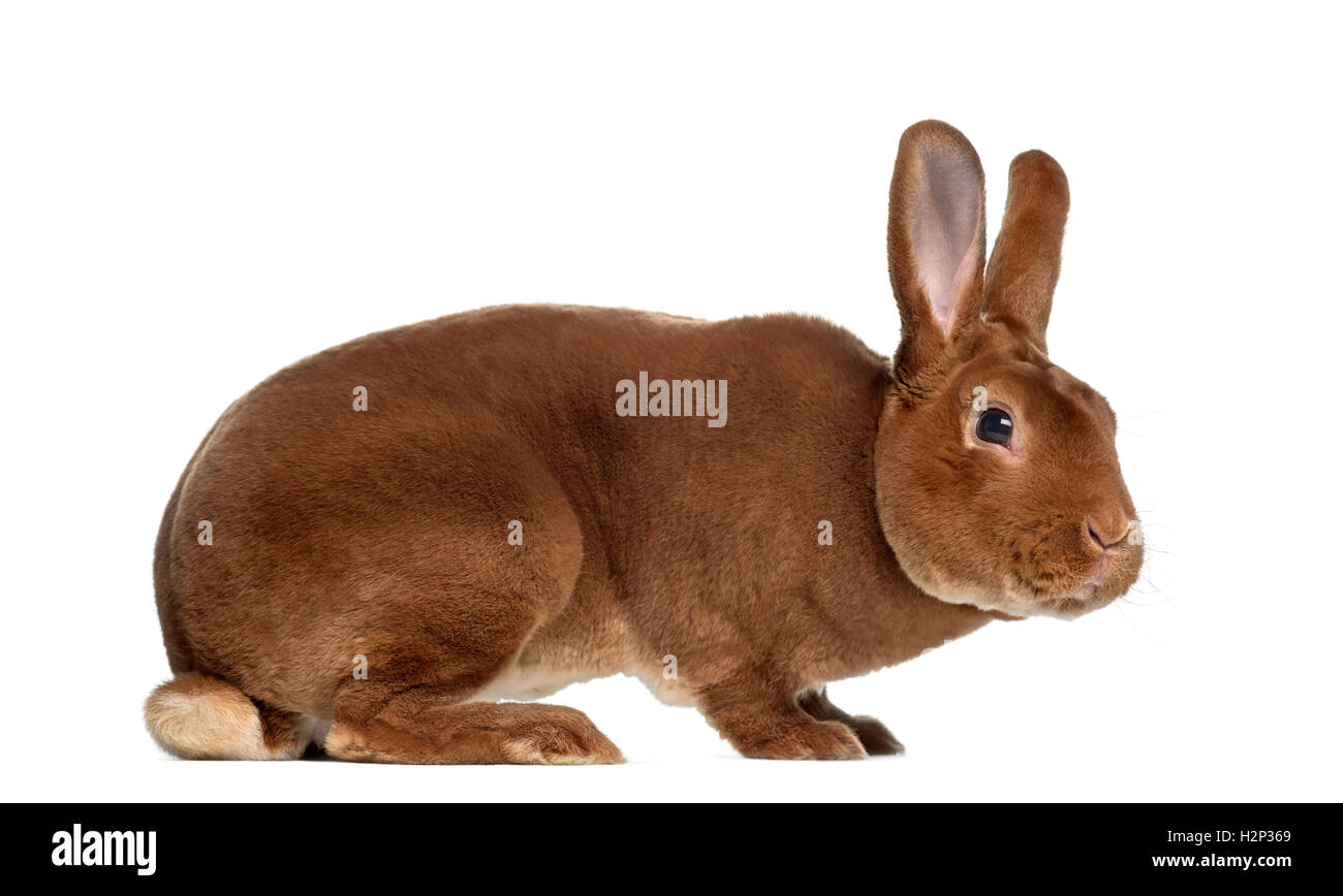 Side view of Rex rabbit isolated on white Stock Photo - Alamy