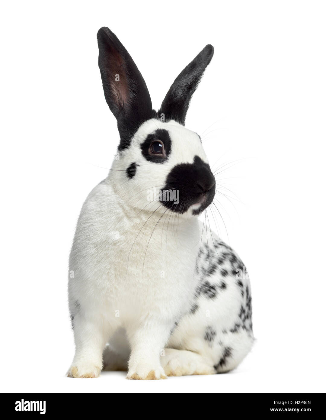 Front facing rabbit hires stock photography and images Alamy