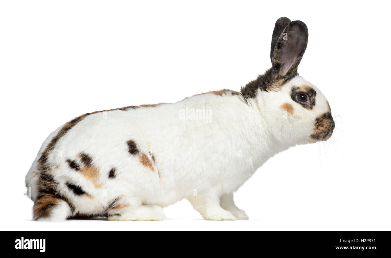 Checkered Cross Rabbit English spot rabbit hi-res stock photography and images - Alamy