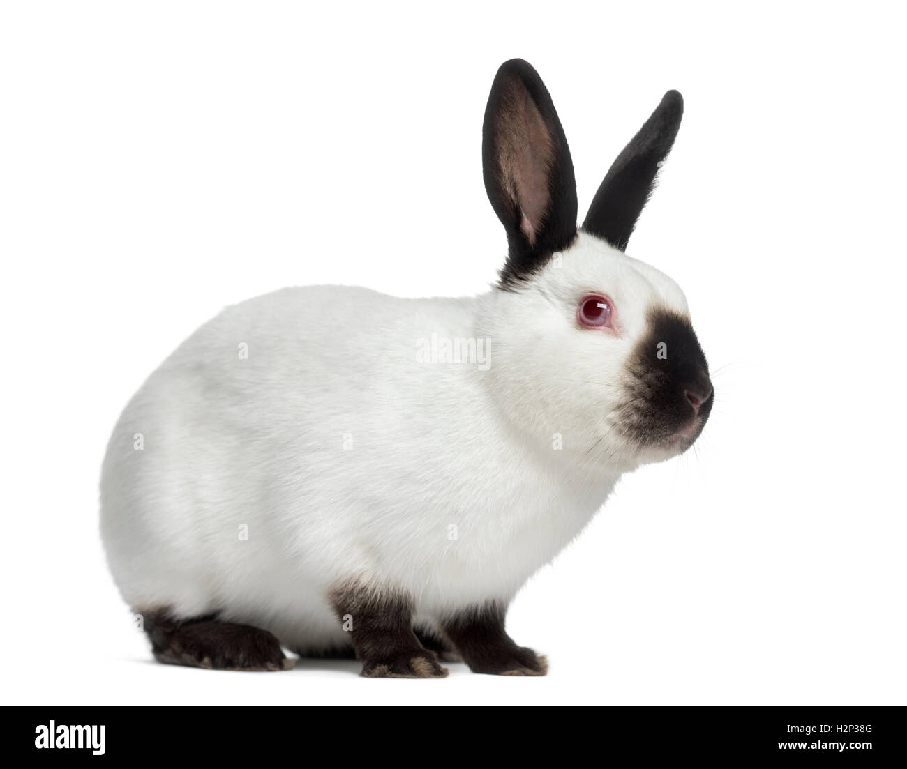 Side view of Russian rabbit isolated on white Stock Photo Alamy