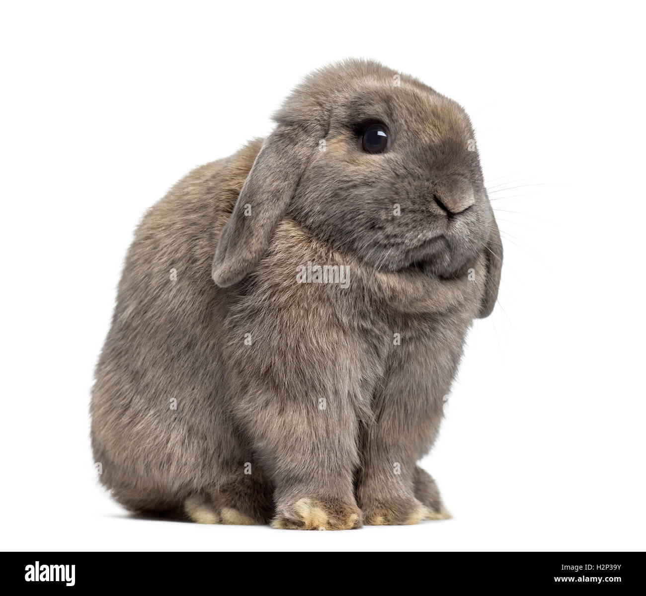 Side view of a cute Holland Lop rabbit isolated on white Stock Photo