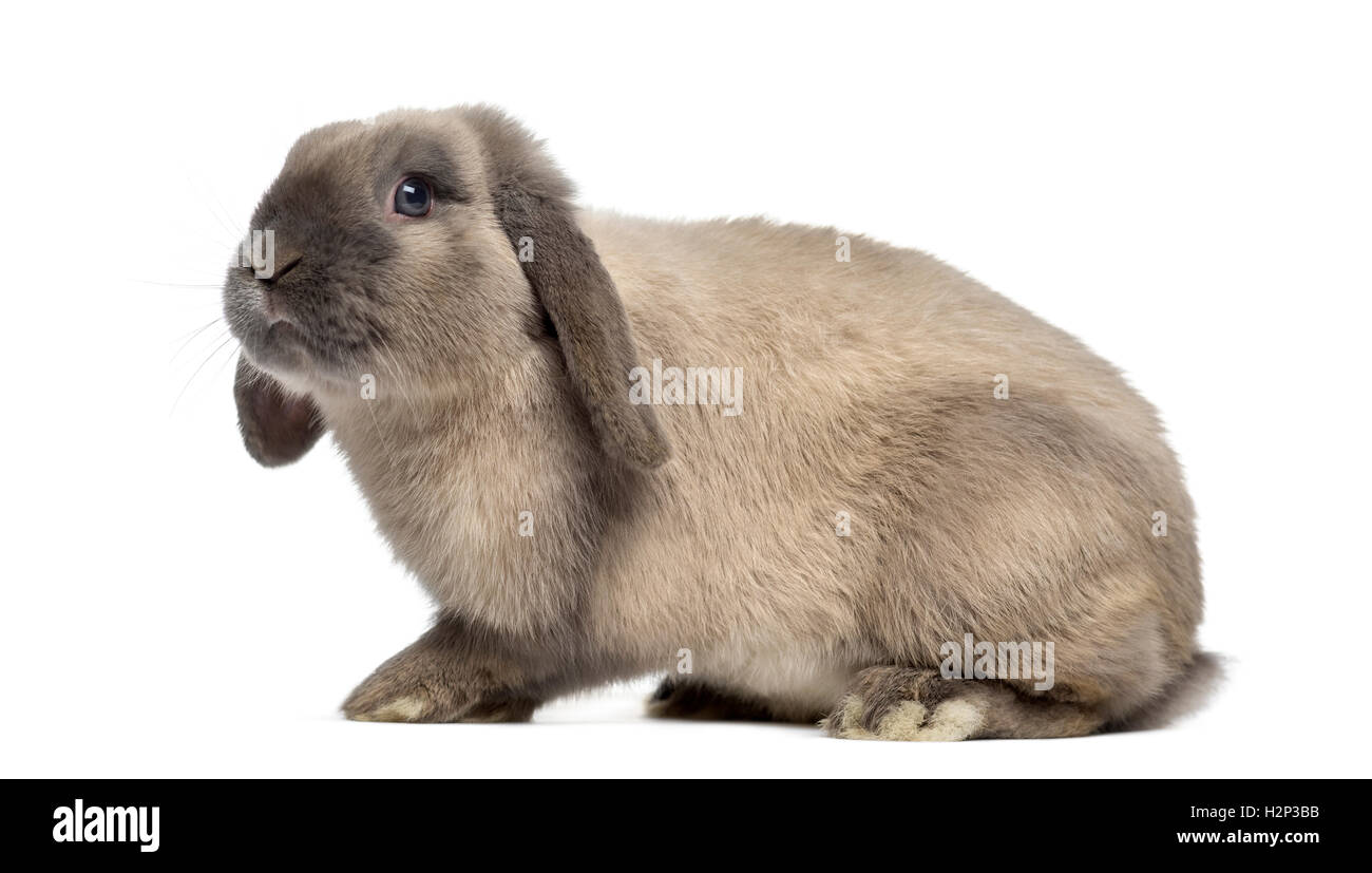 Side view of Holland Lop rabbit isolated on white Stock Photo