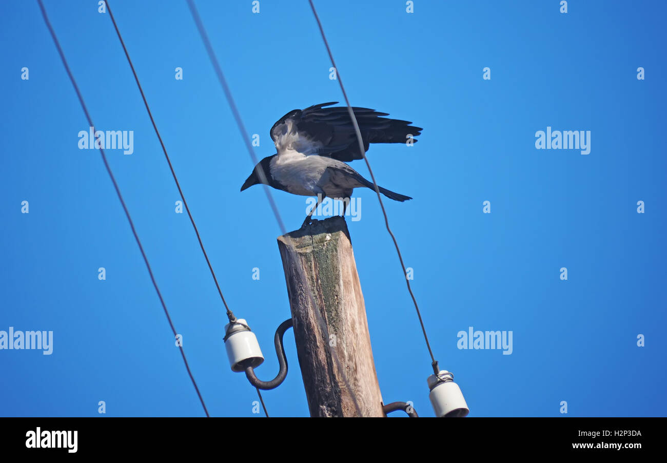 crow on an electric pole Stock Photo - Alamy