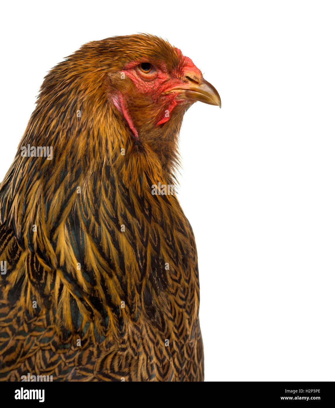 Close-up of a side of Brahma chicken isolated on white Stock Photo
