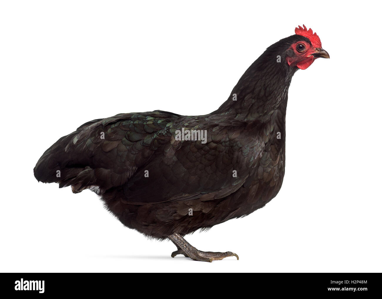 Side view of an Australorp chicken isolated on white Stock Photo - Alamy