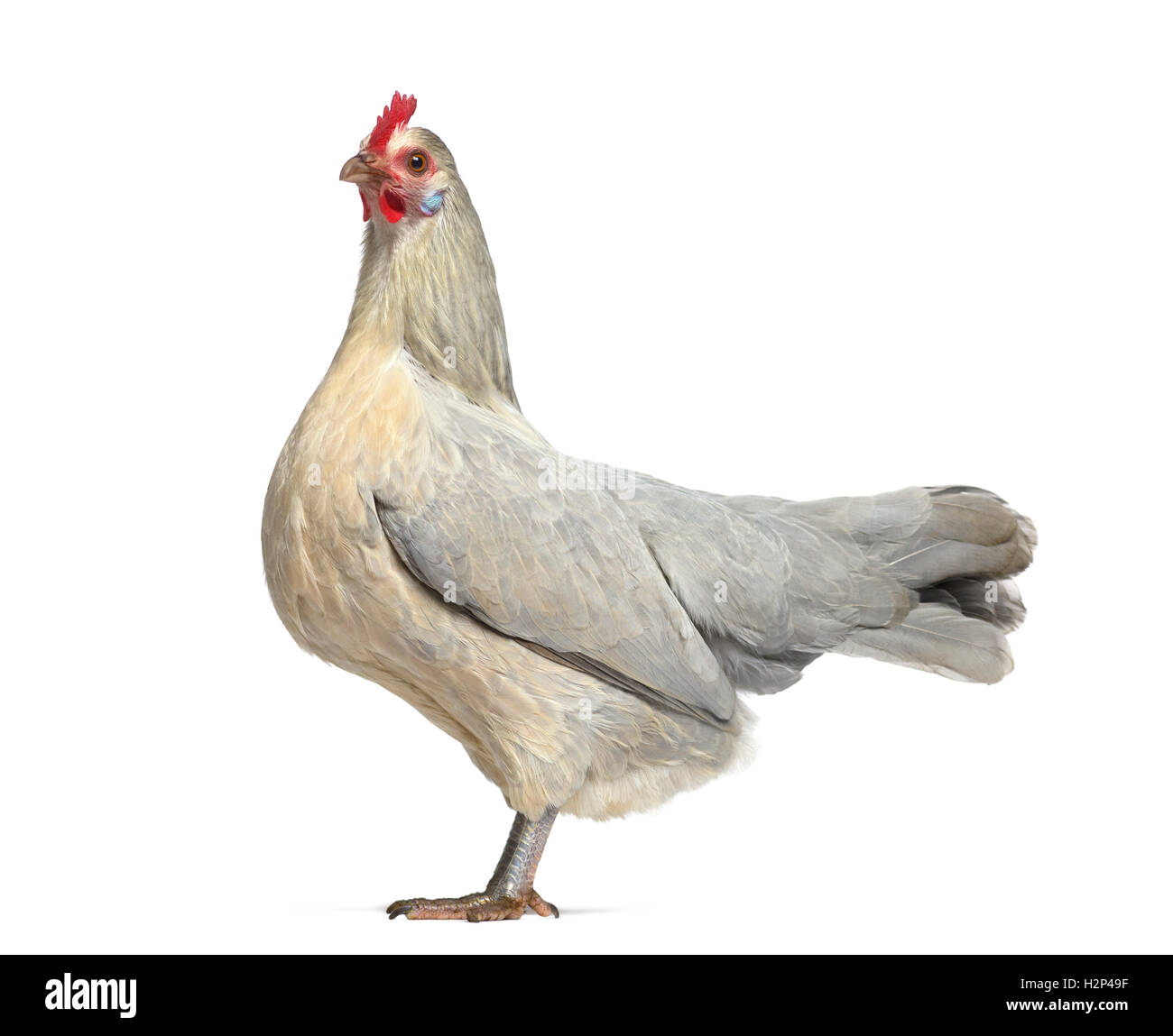 Side view of a Belgian hen isolated on white Stock Photo - Alamy
