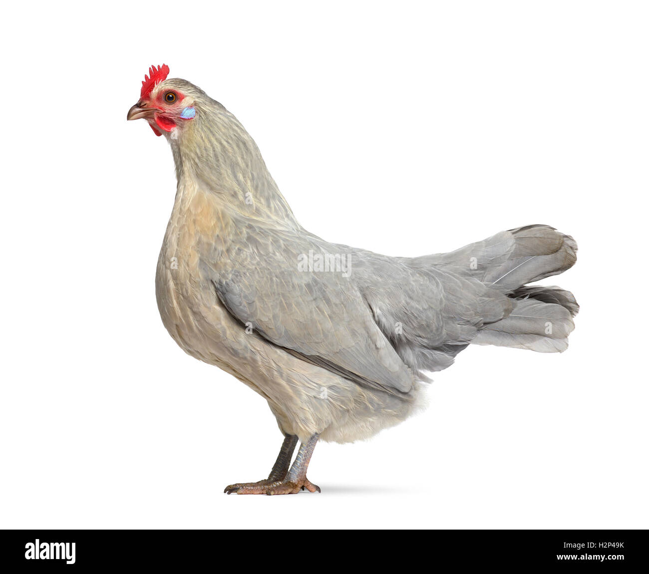Side view of a Belgian hen isolated on white Stock Photo