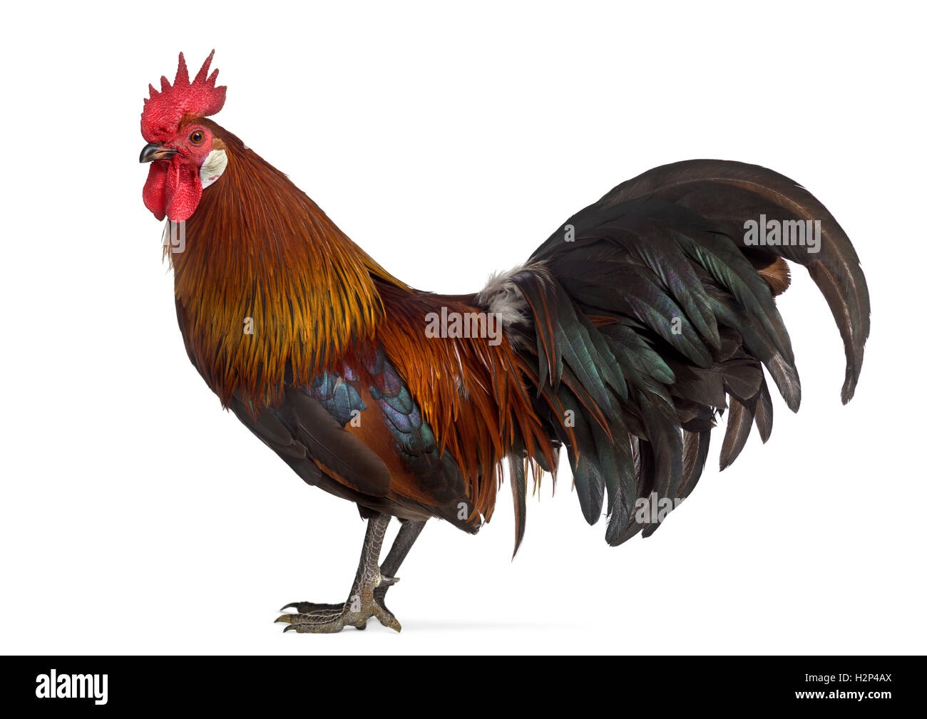 side view of a Belgian rooster isolated on white Stock Photo