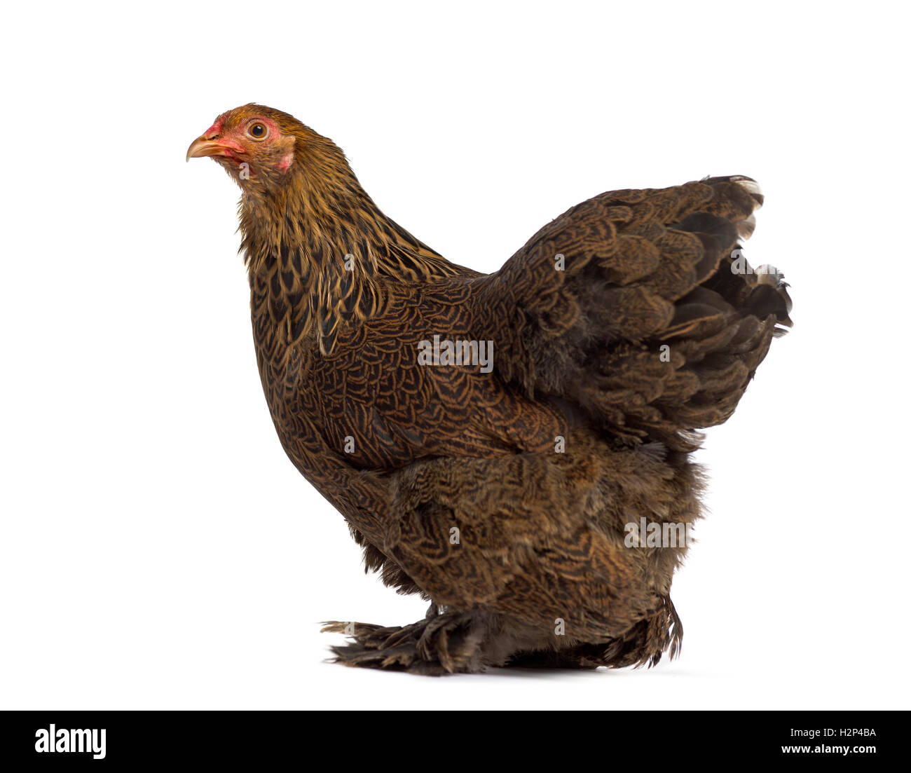 Side view of a Brahma hen isolated on white Stock Photo