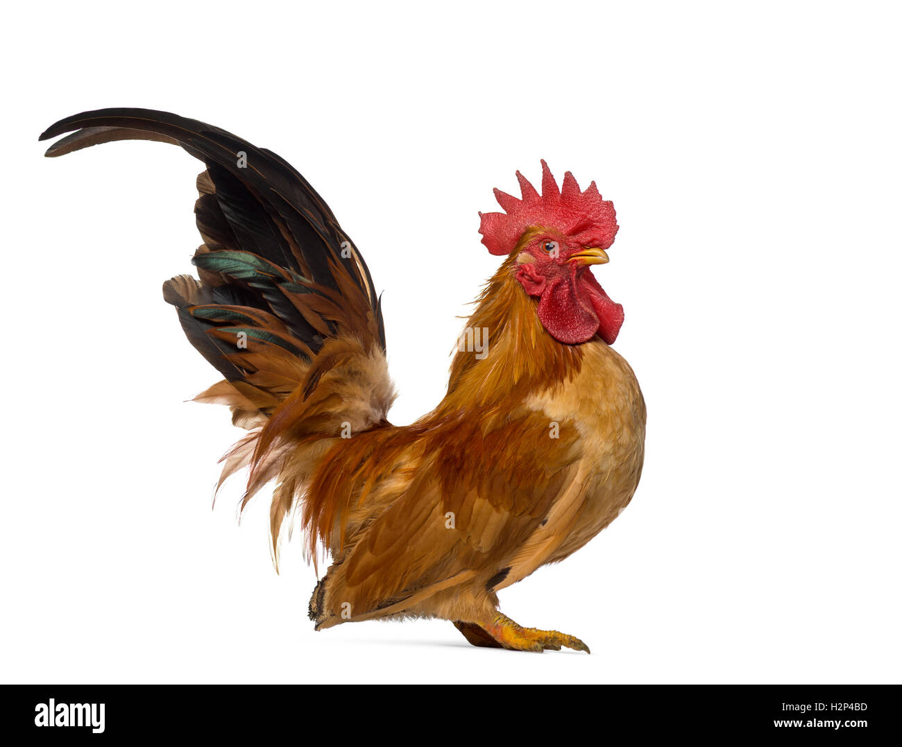 Side view of a Japanese bantam or Chabo isoleted on white Stock Photo