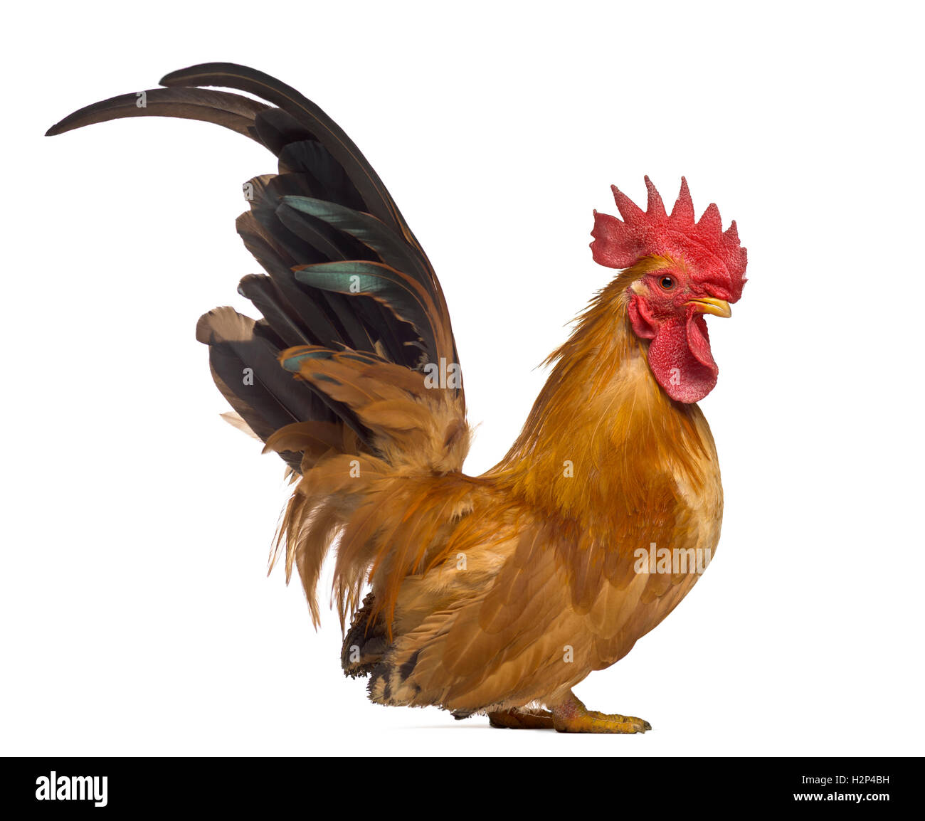 Side view of a Japanese bantam or Chabo isoleted on white Stock Photo