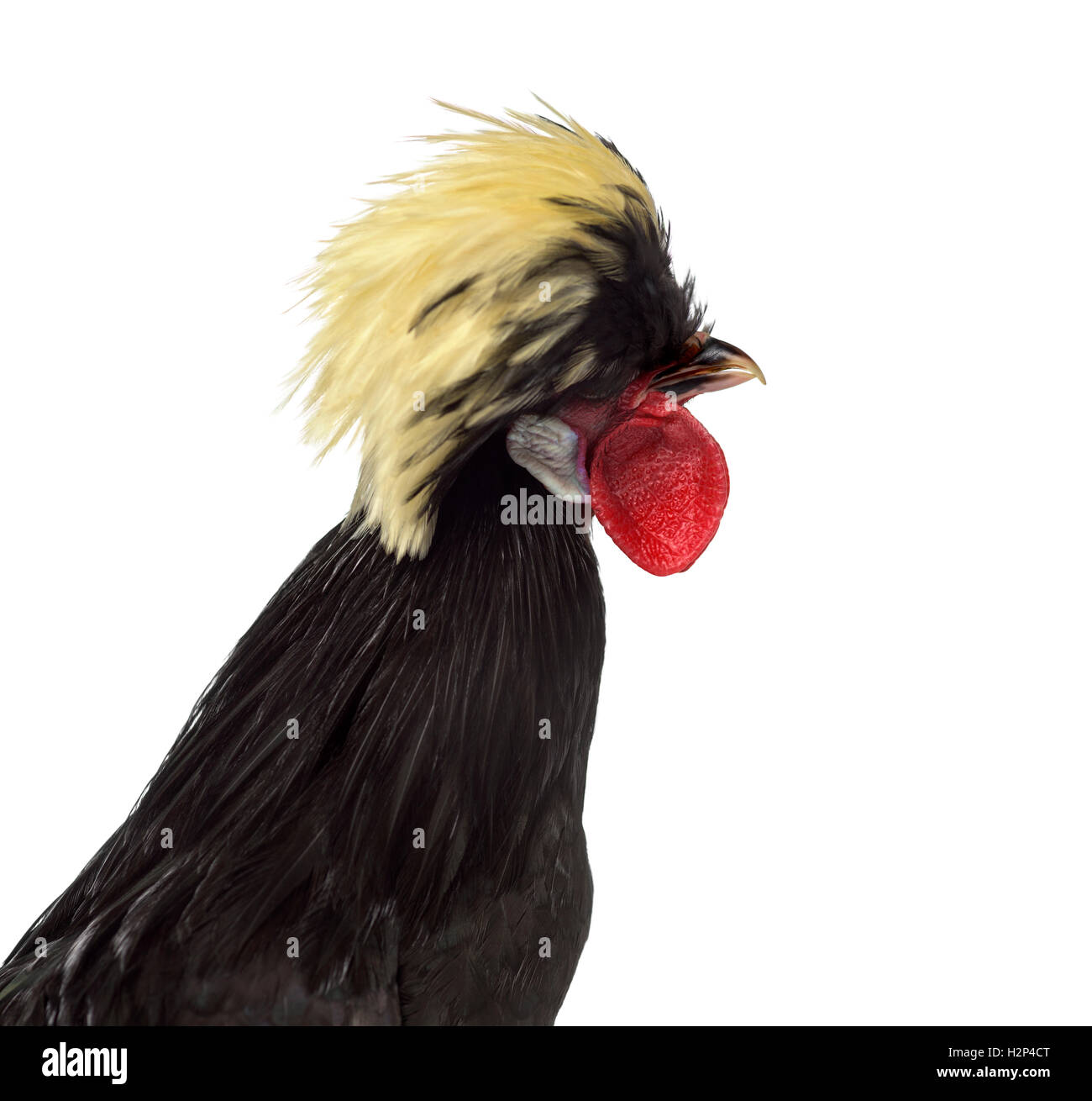 Close-up of a side view of a Polish Rooster on White background Stock Photo