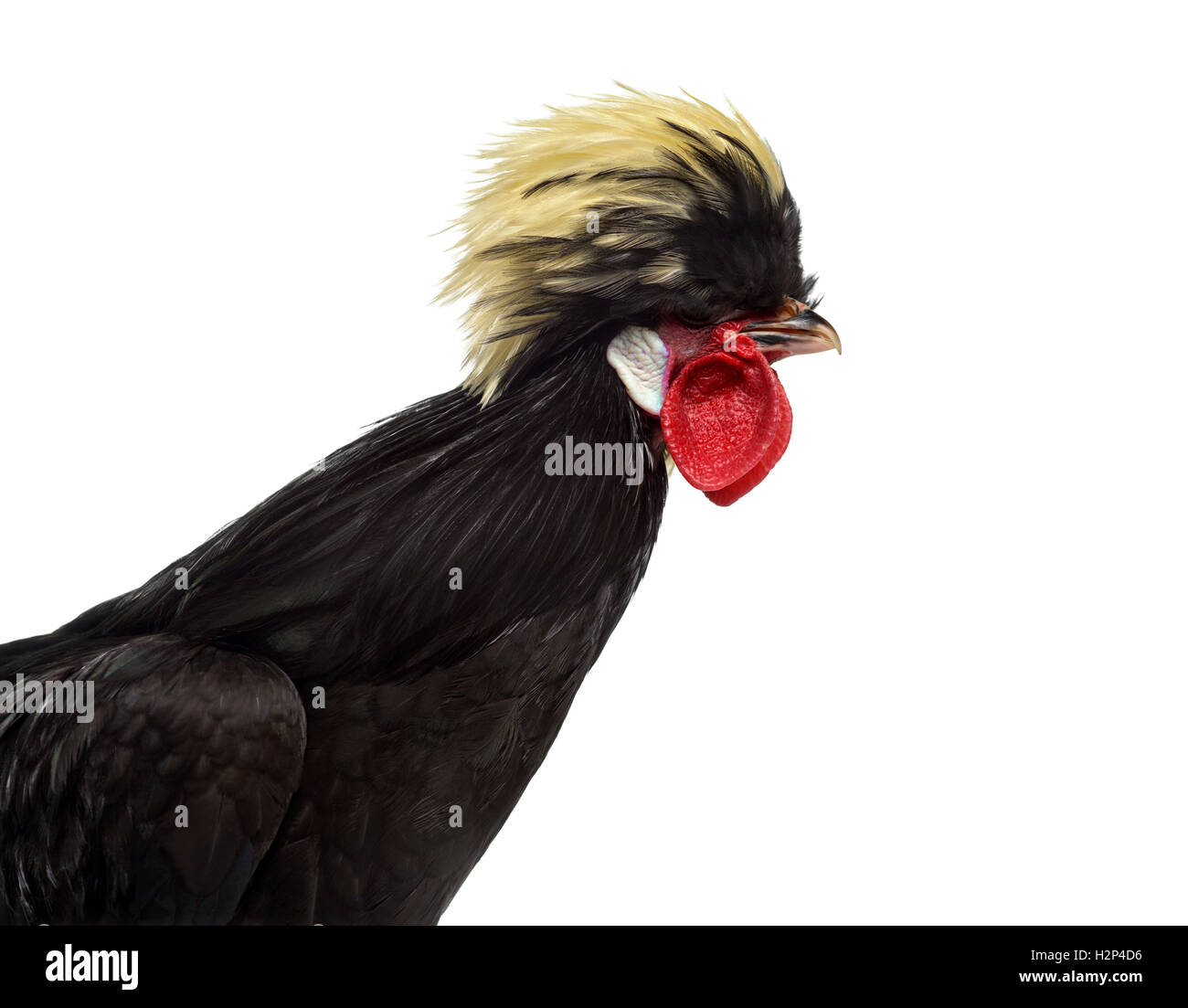 Close-up of a Polish Rooster against White background Stock Photo