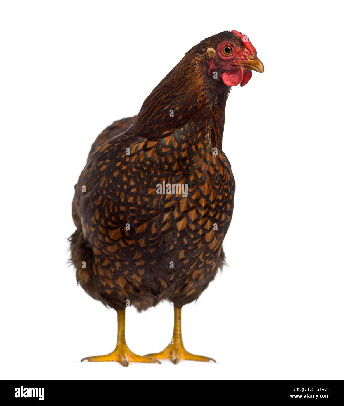 Front view of a Wyandotte chicken isolated on white Stock Photo
