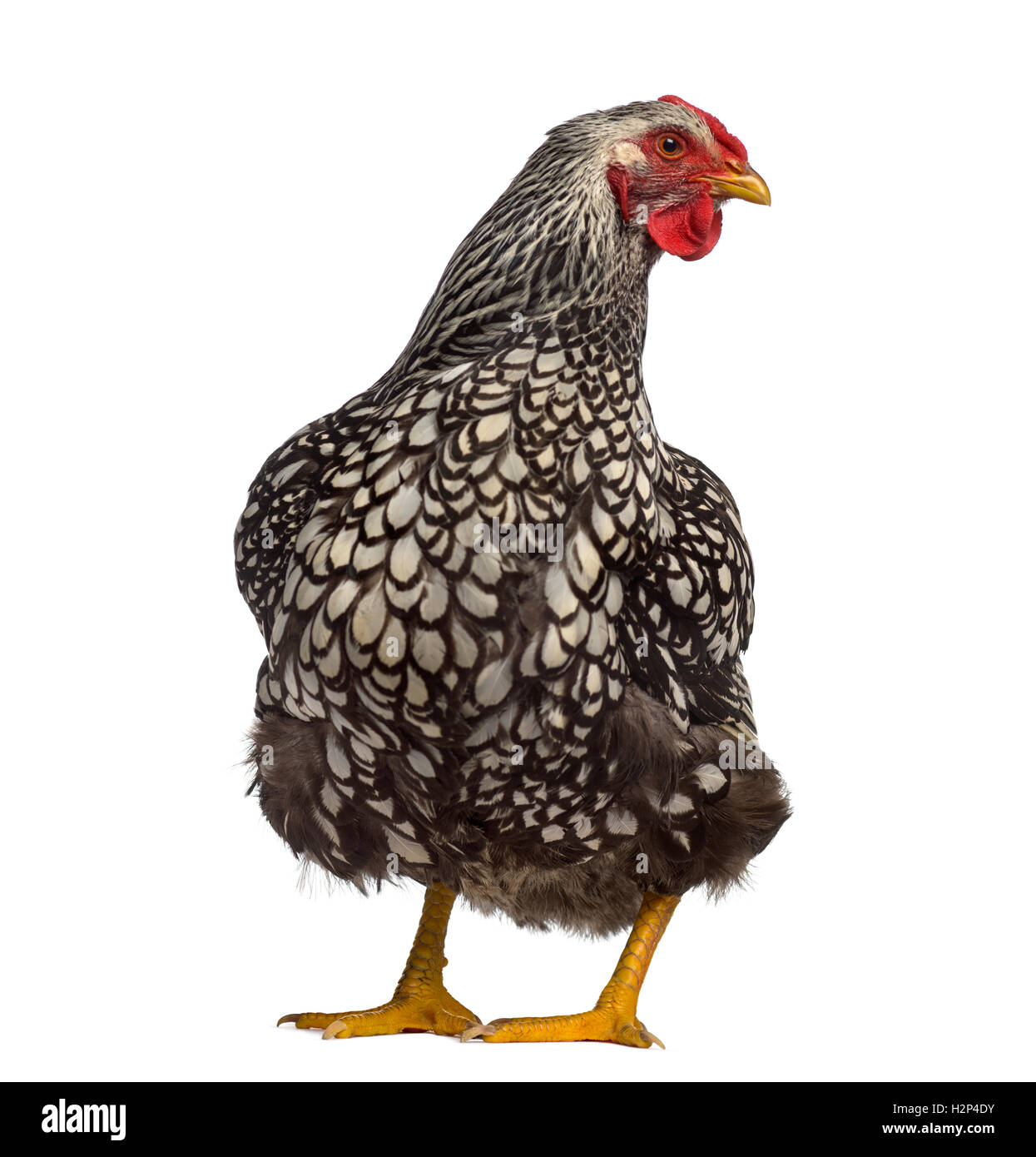 Rear view of a Wyandotte chicken isolated on white Stock Photo