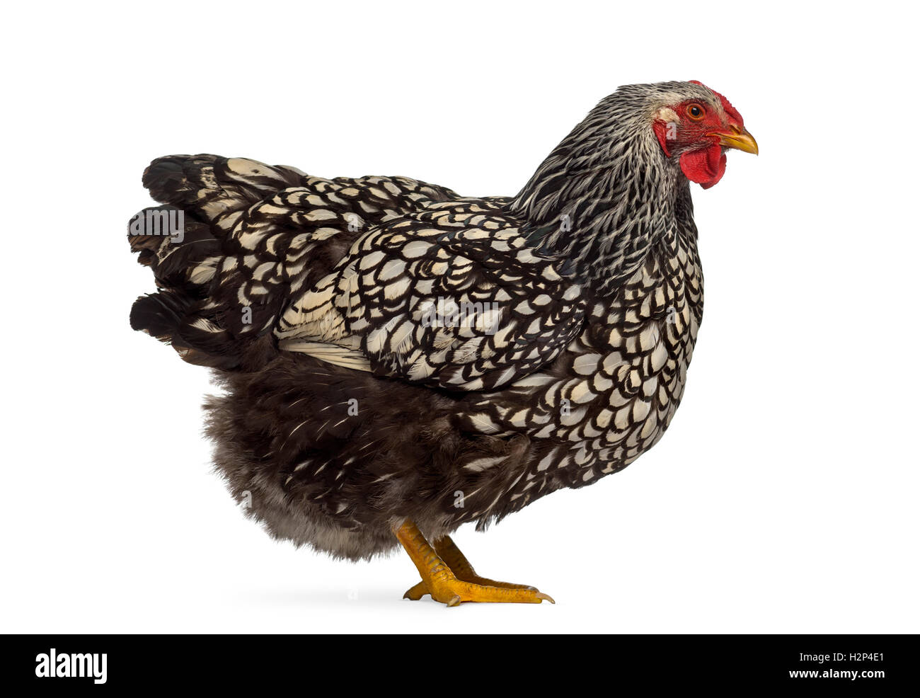 Side view of a Wyandotte chicken isolated on white Stock Photo