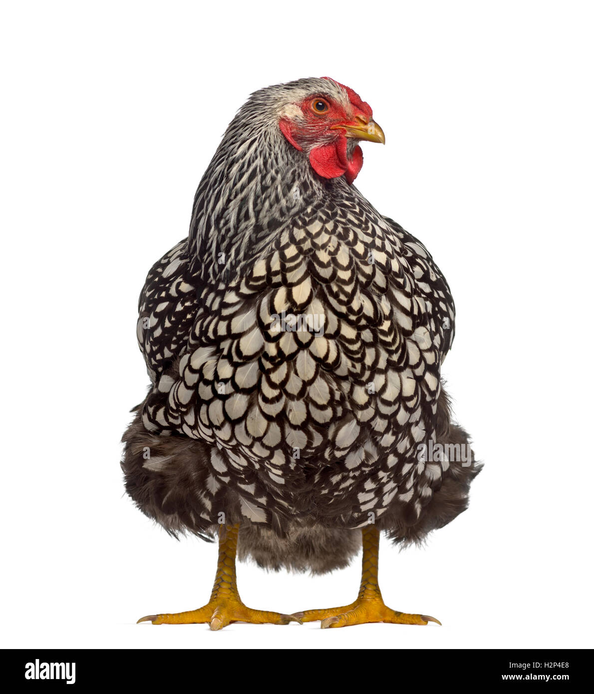 Front view of a Wyandotte chicken isolated on white Stock Photo