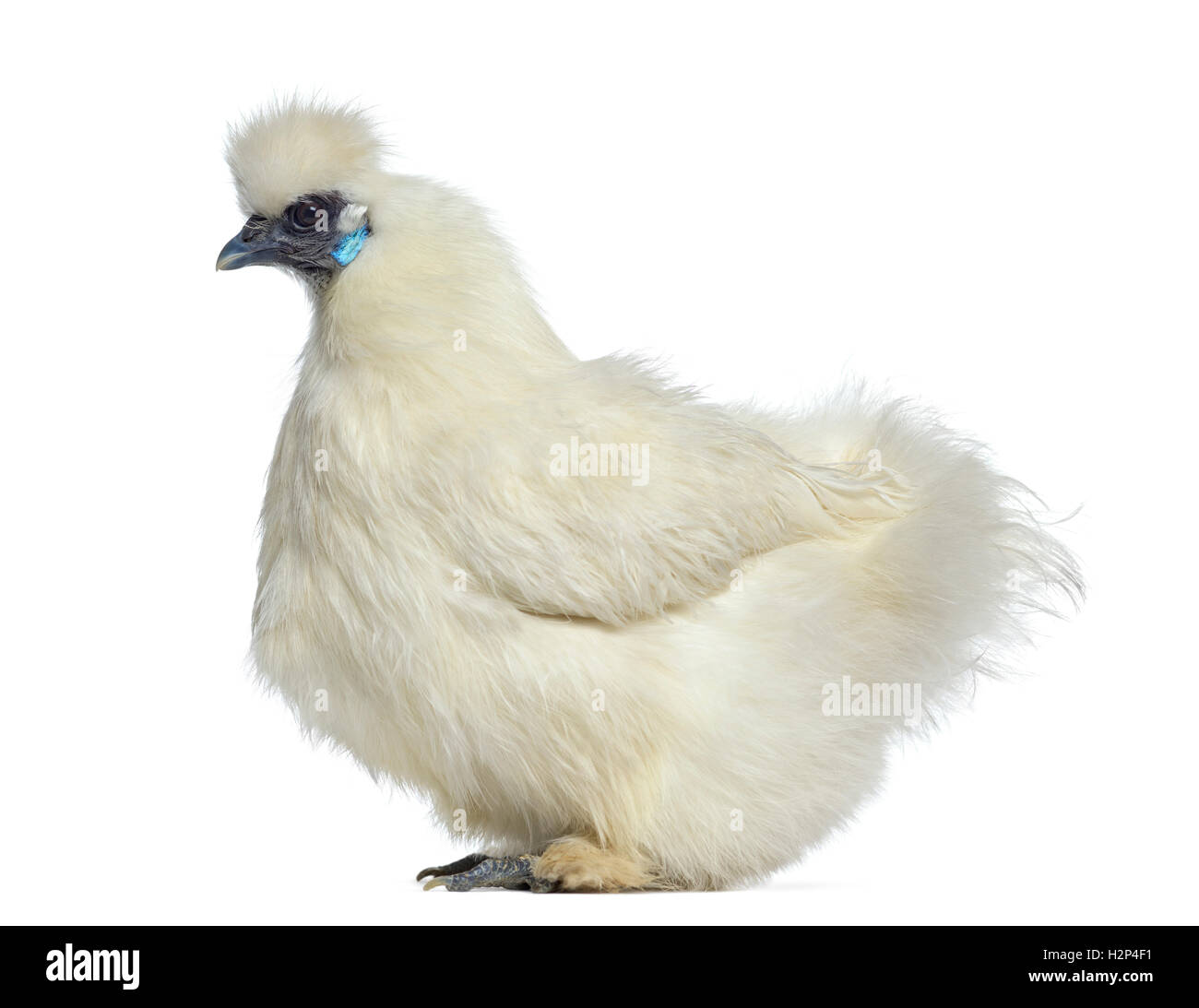 Side view of a White Silkie hen isolated on white Stock Photo