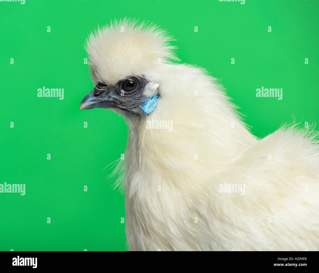 Close-up of a White Silkie hen against green background Stock Photo