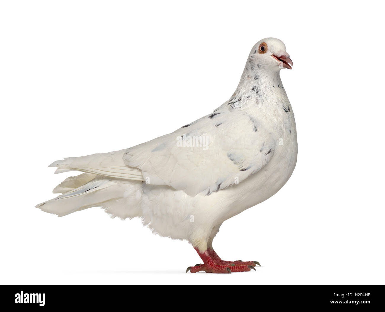 Side view of a Texan pigeon cooing isolated on white Stock Photo Alamy